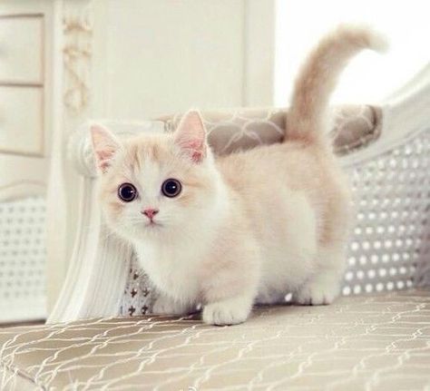 White Cat cute animals cat cats adorable animal kittens kitten Gato Munchkin, Munchkin Kitten, Munchkin Cat, Söt Katt, Siamese Kittens, Cute Kittens, Cute Creatures, Sweet Animals, Pretty Cats