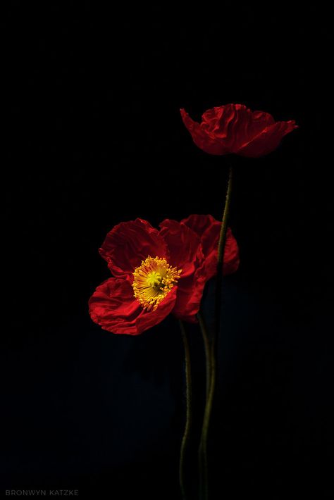 Summer Poppies | BronwynKatzke | Flickr Black Background With Flowers, Dark And Red Aesthetic, Flower Dark, Black Red Flowers, Poppy Flowers Wallpaper, Flowers Dark, Poppy Flower Wallpaper, Flowers On Black Background, Red Poppy