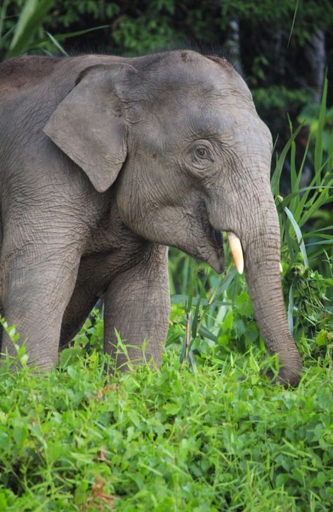 Pygmy elephant, River Kinabatangan, Borneo Pygmy Elephant, Millie Marotta, Endangered Animals, Anime Monochrome, Zoo Animals, Elephant, Indonesia, India, Books