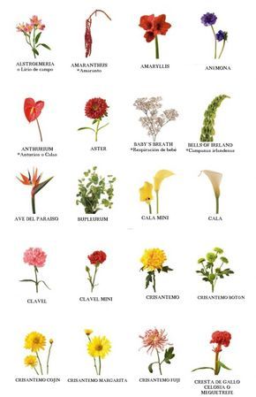 Creating Bouquets, Kinds Of Flowers, Flower Chart, Gladiolus Flower, Flower Identification, Flower Guide, Flower Meanings, Flower Names, Other Half