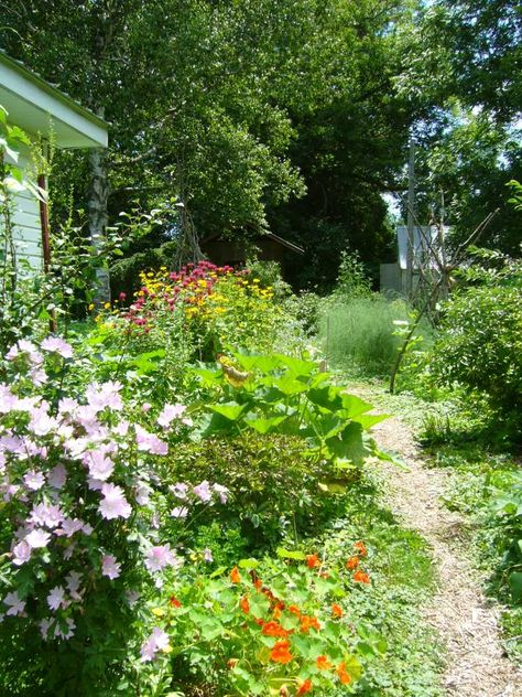 Forest Vegetable Garden, Fantasy Backyard, Medicine Plants, Edible Forest, Forest Gardens, Food Forest Garden, Edible Gardens, Garden Tables, Sustainable Gardening