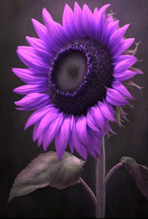 Purple Sunflowers, Sunflower Purple, Purple Sunflower, Sunflower Pictures, Sun Flowers, Sunflower Wallpaper, Watch Wallpaper, Sunflower Art, Apple Watch Wallpaper