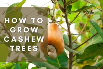 Cashew Nut Tree, Cashew Tree, Nut Trees, Environmentally Friendly Living, Farm Food, Tropical Tree, Sandy Soil, Food Forest, Cashew Nut