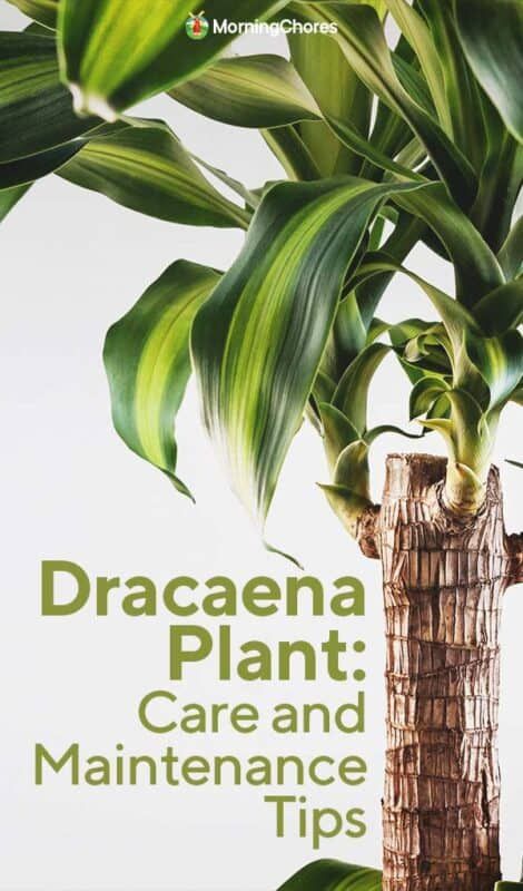 Dracaena Plant Care Houseplant, Corn Plant Care, Dracaena Plant Care, Dracaena Florida Beauty, Dracena Plant, Dracaena Compacta Plant, Dracaena Fragrans Massangeana, Morning Chores, Dracaena Fragrans