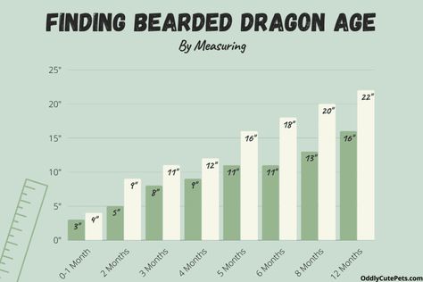 How To Tell How Old Your Bearded Dragon Is (and Age Chart) Bearded Dragon Growth Chart, Bearded Dragon Weight Chart, Bearded Dragon Care, Weight Charts, Reptiles Pet, Growth Chart, How Old, Medical History, Bearded Dragon