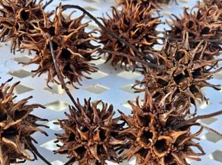 Sweet Gum Balls Suggestions Sweet Gum Tree Crafts, Disney Cheer Bows, Sweet Gum Tree, Christmas Orniments, Natural Crafts, Sweet Gum, Gum Tree, Pressed Flower Crafts, Seed Pod