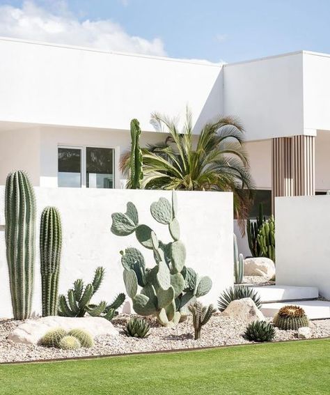 BEAUTIFULGARDENSEXOTICNURSERY on Instagram: "Pleasure to supply many of the plants in this garden by @statikillusions featured in @adoremagazine @coastpark.creative   #gardendesign #designerplants #designerhomes #palmspringsstyle #exteriordesign #cacti #cacticacti #agave #goldenbarrelcactus #adoremagazine" Agave Garden Design, Agave Plant Landscaping, Agave Garden, Agave Cactus, Golden Barrel Cactus, Palm Springs Style, Gardens Design, Agave Plant, Outdoor Gardens Design