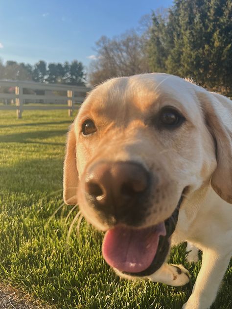 Golden Labrador Aesthetic, Golden Lab Aesthetic, English Yellow Lab, Yellow Labrador Retriever Aesthetic, White Labrador Aesthetic, Yellow Lab Puppy Aesthetic, Labrador Retriever Yellow, Yellow Labrador Retriever Puppy, Lab Dog Aesthetic