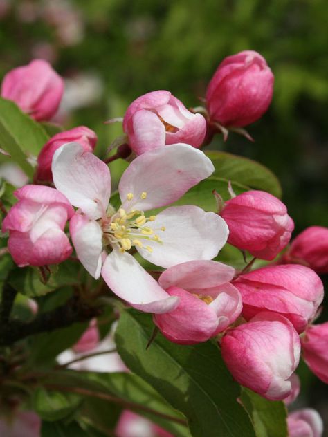 Sugar Tyme® Crabapple - J. Frank Schmidt & Son Co. Flowering Crabapple, Winter Display, Bowen Island, Crab Apple, Shade Trees, Flower Branch, Red Fruit, Flowering Trees, Fruit Trees