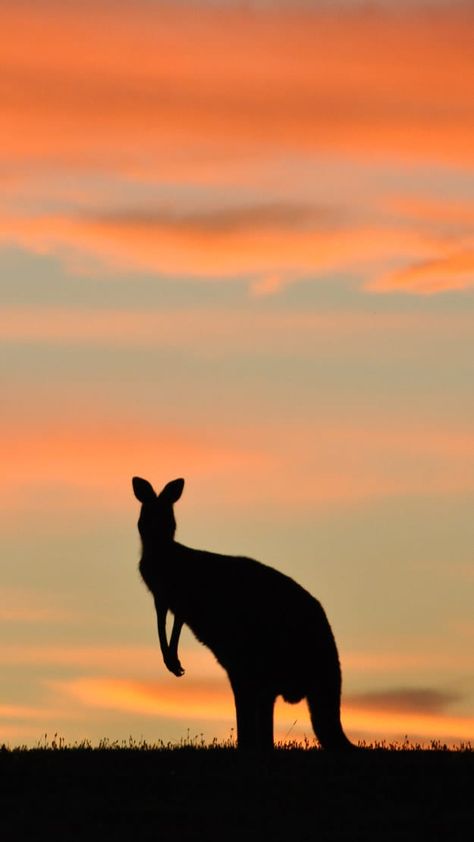 19 iPhone Wallpapers That Will Make All Aussies Proud Kangaroo Wallpaper, Australia Wallpaper, Sydney Fashion, Country Backgrounds, Australia Backpacking, Australia Animals, Australian Travel, Perfectly Timed Photos, Iphone Wallpaper Pattern