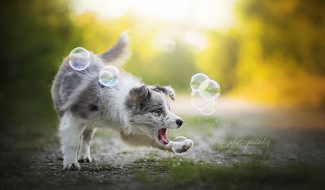 Puppies Photoshoot, Dog Photoshoot Pet Photography, Puppy Photoshoot, Aussie Dogs, Dog Poses, Dog Photoshoot, Australian Shepherd Dogs, Animal Magic, Different Dogs