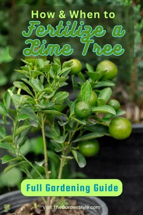 Key Lime Tree Care, Lime Tree Care, Pomegranate Tree Care, Fruit Guild, Mexican Lime Tree, Garden In Raised Beds, Growing Vegetables From Seeds, Key Lime Tree, Fruit Forest