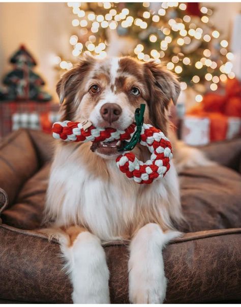 Christmas Photoshoot Couples With Dog, Cute Dog Christmas Photos, Outside Christmas Photoshoot With Dog, Christmas Photoshoot Dog Family Pictures, Christmas Photo Shoot With Dog, At Home Christmas Photoshoot With Dog, Dog Christmas Pictures Ideas, Christmas Puppy Photoshoot, Pet Holiday Photos