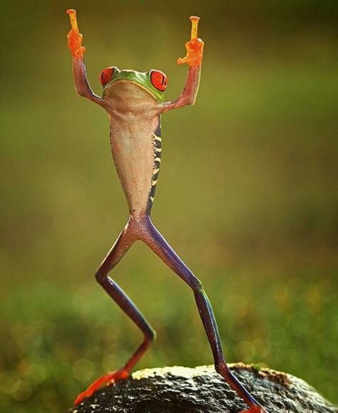 Middle fingers in the air Photoshopped Animals, Red Eyed Tree Frog, Amazing Animal Pictures, Funny Frogs, Tree Frog, Danny Phantom, Tree Frogs, Reptiles And Amphibians, Cute Frogs