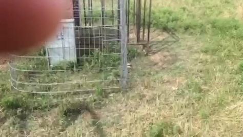 Sheep Pen, Guardian Dog, Dog Feeding Station, Livestock Guardian Dog, Livestock Guardian, So Far So Good, Feeding Station, Dog Feeder, Guard Dogs