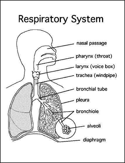 Respiratory System Diagram, Respiratory System Anatomy, Human Respiratory System, The Respiratory System, Nursing School Motivation, Basic Anatomy And Physiology, Nurse Study Notes, Nursing Student Tips, Biology Facts