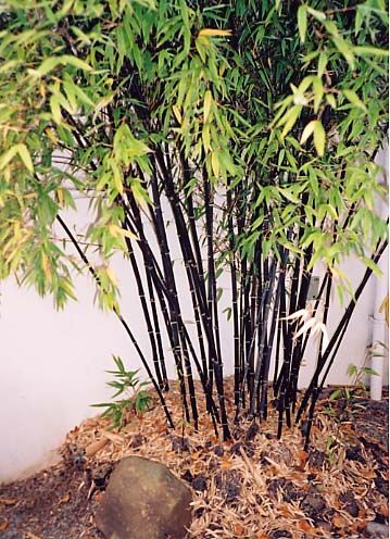 Phyllostachys nigra Phyllostachys Nigra, Back Garden Design, Back Garden, Tropical Garden, South Korea, Garden Design, Road, Plants, Flowers