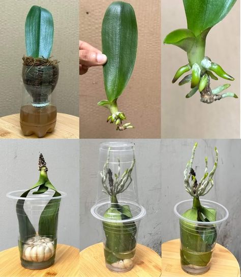 How To Grow Orchids, Home Tricks, Grow Orchids, Indoor Orchids, Orchid Plant Care, Plant Care Houseplant, Growing Orchids, Orchids Garden, Growing Plants Indoors