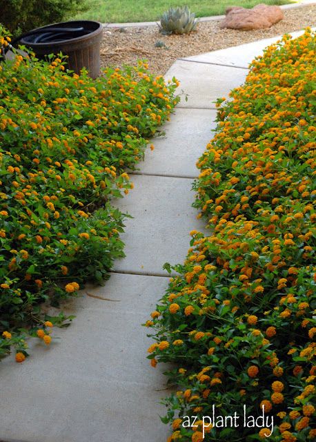 Trailing Lantana, Lantana Flower, Lantana Plant, Deer Resistant Garden, Landscape Rock, Stone Landscaping, Planting Ideas, Bee Garden, Desert Garden