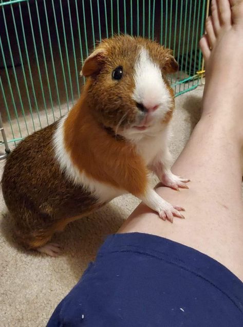 Guenia Pigs Cute, Ginny Pigs Cute, Geunia Pigs, Fat Guinea Pigs, Guenia Pigs, Peruvian Guinea Pig, Guinea Pigs Funny, Baby Guinea Pigs, Pig Pictures