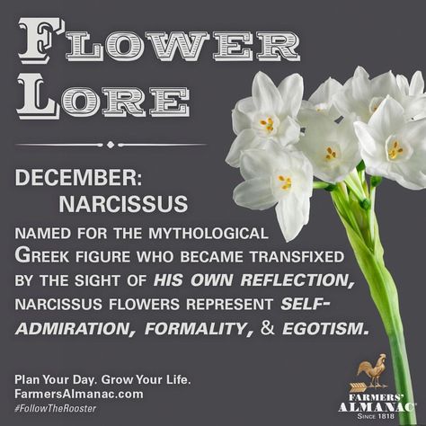 Happy December!! #BirthFlower #DecemberLore #HappyBirthday Sagittarius Flower, December Gift Ideas, Flowers Month, Turquoise Galaxy, Months Flowers, Zodiac Flowers, Birth Flower Tattoo Ideas, Daffodils Planting, Flowers By Color