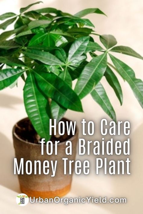 Fall Gardening Ideas, Money Tree Plant Care, Money Plant Care, Chinese Money Tree, Pachira Money Tree, Money Tree Bonsai, Money Tree Plant, Pachira Aquatica, Ideas Garden Design