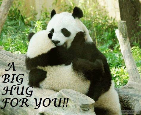 Big Hug Pandas Hugging, Panda Meme, Panda Hug, Animals Kissing, Sarah Jackson, Giant Pandas, Red Pandas, Bear Hugs, Panda Bears