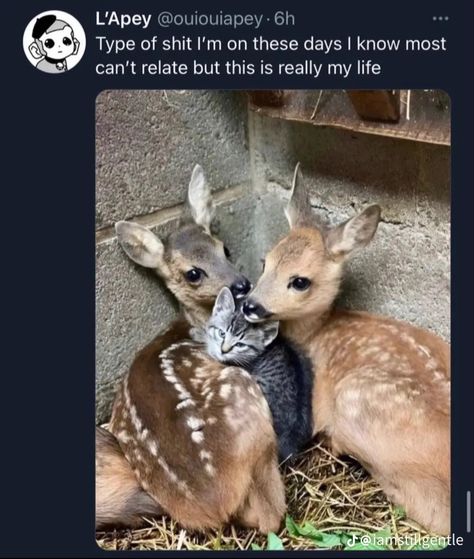 Deer Meme, Coquette Lifestyle, Bunny And Cat, Bunny Nose, Silly Goofy, Silly Cats Pictures, Weezer, Oh Deer, Silly Animals