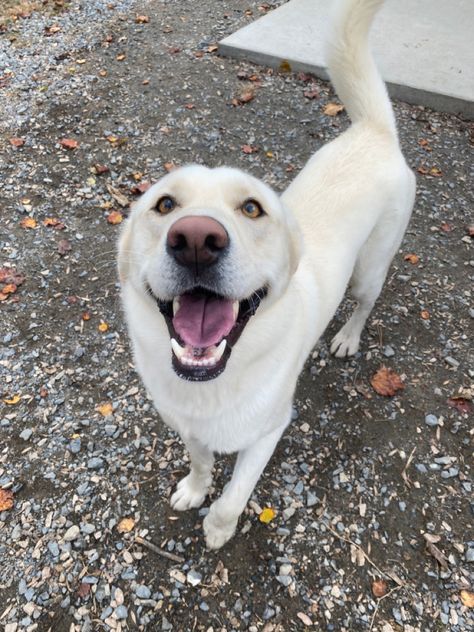 Labrador Husky Mix Puppies, Lab Husky Mix Dog, Husky Lab Mix Dog, Lab Mix Dogs, Alaskan Husky, Cute Husky, Super Cute Puppies, Lab Dogs, Labrador Husky