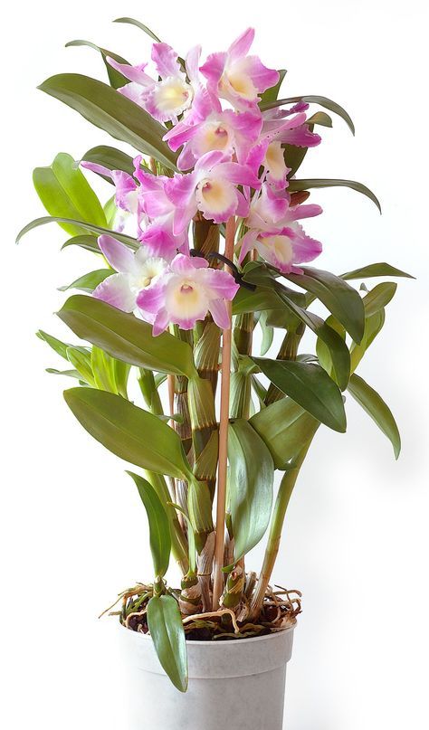 Dendrobium Nobile Orchids Types | Some have pseudo bulbs, roots and some others have only joined them ... Dendrobium Orchids Care, Dendrobium Nobile, Flower Orchid, Types Of Orchids, Growing Orchids, Exotic Orchids, Dendrobium Orchids, Indoor Flowers, Plant Identification