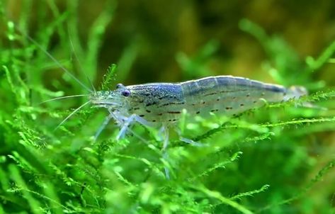 Amano Shrimp Java Moss, Ghost Shrimp, Amano Shrimp, Red Cherry Shrimp, Nitrogen Cycle, Cherry Shrimp, Community Tanks, Shrimp Tank, Home Aquarium