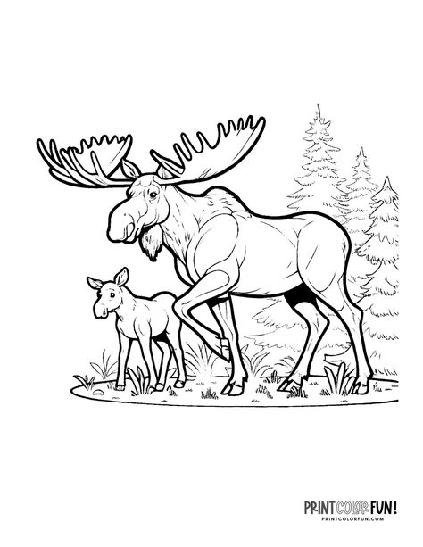 Big moose and baby moose coloring page - PrintColorFun com Moose Colouring Pages, Moose Coloring Pages, Elk Coloring Page, How To Draw A Moose, Moose Stencil, Hunting Coloring Pages, Moose Outline, Moose Sketch, Moose Drawing