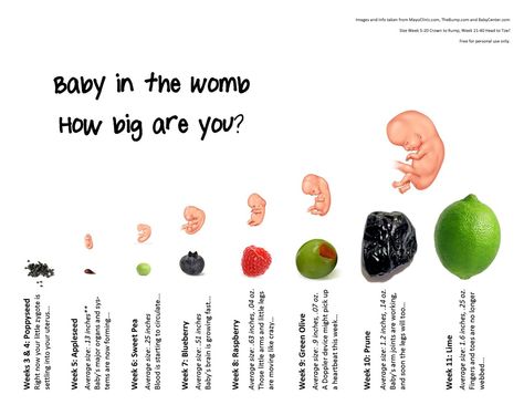 Pregnancy...baby size chart week 3 thru 11 Pregnant Trimester Chart, Pregnancy Chart Weeks, Pregnant Months Chart, Pregnancy Fruit Chart, Baby Development In Womb, Child Development Chart, Prenatal Development, Baby Development Chart, Human Growth And Development