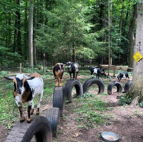 Goat Fence, Goat Playground, Goat Toys, Goat Shed, Goat Pen, Goat Shelter, Homesteading Animals, Mini Goats, Pet Goat