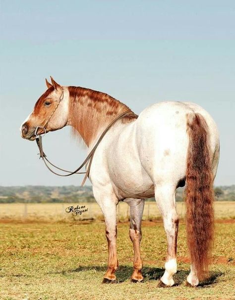 White horse with red mane and tail Strawberry Roan Quarter Horse, Strawberry Roan Horse, Notion Blue, Ahal Teke, Unusual Horse, Aqha Horses, Blue Strawberry, Forest And Wildlife, Paint Horse