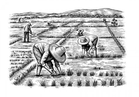 Rice Fields Rice Field Tattoo, Farmer Drawing Sketch, Rice Field Drawing, Rice Field Illustration, Farmers Drawing, Farming Drawing, Agriculture Drawing, Farm Drawing, Field Drawing