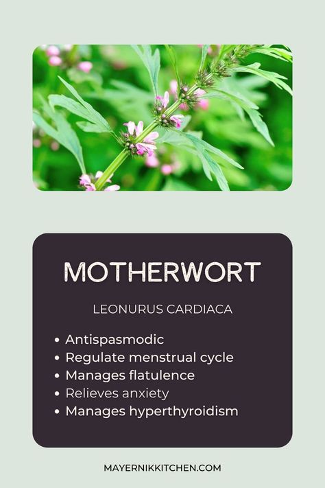 Mother Wort Benefits, Meadowsweet Benefits, Motherwort Plant, Motherwort Benefits, Motherwort Tincture, Herb Facts, Alkaline Herbs, Labor Prep, Medicinal Herbs Remedies