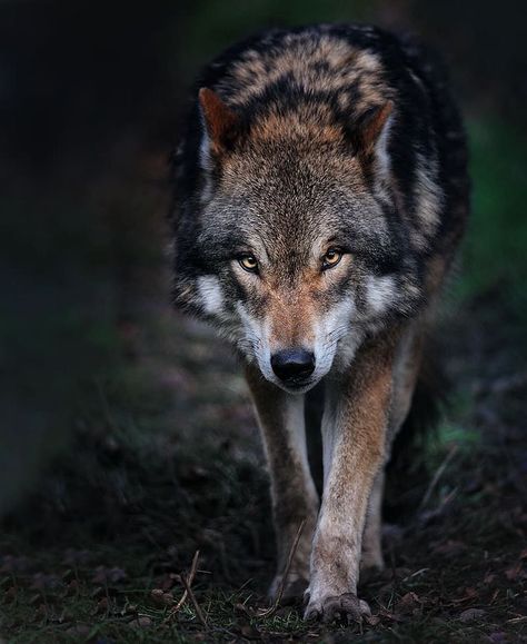 Wolf Walking, Lup Singuratic, Wolf World, Angry Wolf, Wolf Husky, Wolf Images, Wolf Photography, Wolf Stuff, Wolf Photos