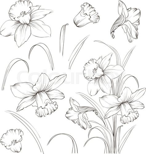 Feminine One Line Art, Daffodil Tattoo, Birthday Tattoo, Bouquet Rose, Narcissus Flower, Botanical Drawing, Flower Line Drawings, Flower Drawings, Illustration Botanique