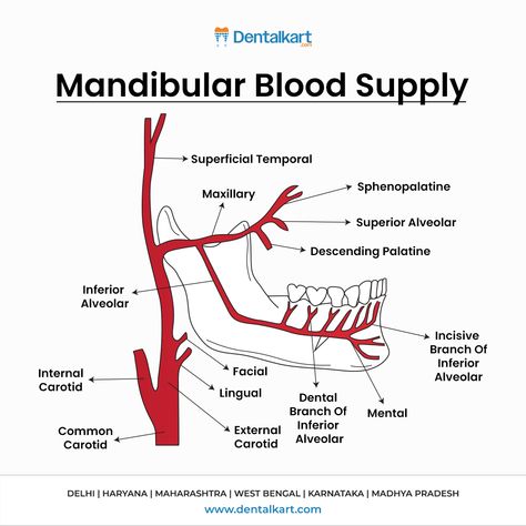 Understanding Mandibular Blood Supply!

The mandibular region gets its blood flow from key arteries like the inferior alveolar, facial, lingual, and maxillary branches.

These ensure proper oxygenation and nourishment to the jaw and teeth.

Stay informed, stay healthy! 💡
#DentalKart #KnowledgePost #OralAnatomy #MandibularBloodSupply #Dentists #MandibularRegion #Arteries #InferiorAlveolar #Lingual #MaxillaryBranches #Oxygenation #DentalKnowledge #StayInformed #DentalEducation #GroundBreakingImpacts #LearnWithDentalkart #DentalAwareness #DentalCommunity #Facial Blood Flow, Stay Healthy, How To Stay Healthy, Acting, Facial, Key, Education, Pins