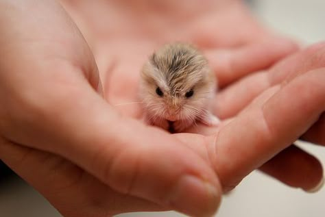 baby owl! omg this is the CUTEST thing i have ever seen i want wait no i NEED one of these!!!!!!!! Baby Hamster, Baby Owl, Animals Funny, Cutest Animals, Baby Owls, Hamsters, Cute Creatures, Sweet Animals, Animal Photo