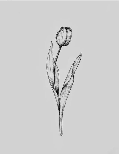 Tulips Line Art Tattoo, Men’s Tulip Tattoo, Tulip Tattoo Spine, Realistic Tulip Tattoo, Tulip Spine Tattoo, Tulips Tattoo Design, Tulip Tattoo Design, Tulip Tattoo Ideas, Tattoo Tulip