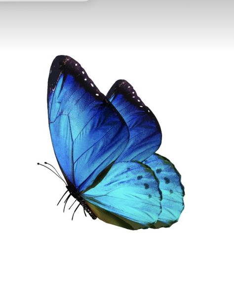 Blue Butterfly Side View, Butterflies Reference, Blue Butterfly Drawing, Zubeen Garg, Painting Butterflies, Blue Butterfly Wings, Butterfly Flying, Hope Wallpaper, Bullet Journal Paper