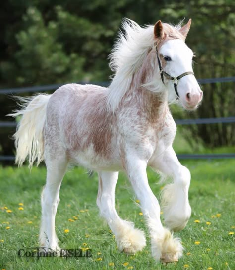 Youngster Blonde Horse, Canine Therian, How To Draw Horses, Fantasy Mounts, Horse Study, Miniature Ponies, Photos Of Horses, Horses Foals, Wild Horses Photography