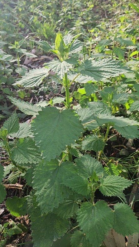 Introducing Stinging Nettle - Urtica dioicia If I seem distracted in the video, it's because Jampa the Horse kept trying to steal my nettle harvest bags and breathing down my neck while filming 🐎😋 This is one of my very plants. I use it for allergies, inflammation, iron and mineral supplementation, as a hair rinse and in many nourishing recipes. I sure do love a strong cup of green nettle tea to revitalize my being. Recipe for Nettle pesto- full of iron and minerals 1 cup cashews 3 cloves ga Nettle Pesto, Nettle Tea, Nourishing Recipes, Stinging Nettle, Hair Rinse, Wild Food, Keep Trying, Do Love, The Horse