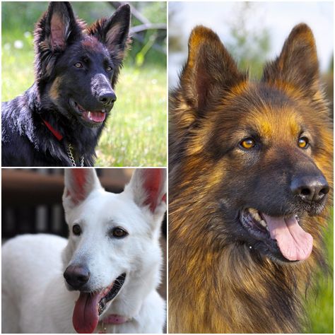 How Many Different Types Of German Shepherds Are There? Names For German Shepherd Dogs, Types Of German Shepherd Dogs, Types Of Shepherd Dogs, German Shepherd Care Tips, Types Of German Shepherd, German Shepherd Colors, East European Shepherd, Rottweiler Facts, German Shepherd Shedding