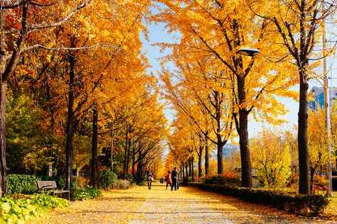 https://flic.kr/p/pZgSmw | Autumn in Seoul | Twitter |  Tumblr | Facebook | Getty Images  Olympic Park, Seoul, Korea. November 2014. Fujifilm X100S. Sunlight Forest, Fujifilm X100s, Autumn Pictures, Andong, Asian Photography, Urban Forest, Olympic Park, Autumn Ideas, Autumn Park