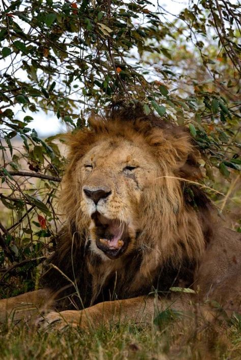 Oldest Lion in Kenya Captured in Stunning Photos | PetaPixel Old Lion, Elephant Shrew, Maasai Mara, Visit Africa, Sharp Photo, Wildlife Reserve, Male Lion, Wildlife Photographer, Game Reserve