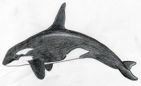 How To Draw A Bird And What You Need To Know Whale Drawing Pencil, Orca Sketches, Whale Drawing Simple, Killer Whale Drawing, Draw Whale, Orca Drawing, Dragonfly Drawings, Draw Horse, Draw Spider