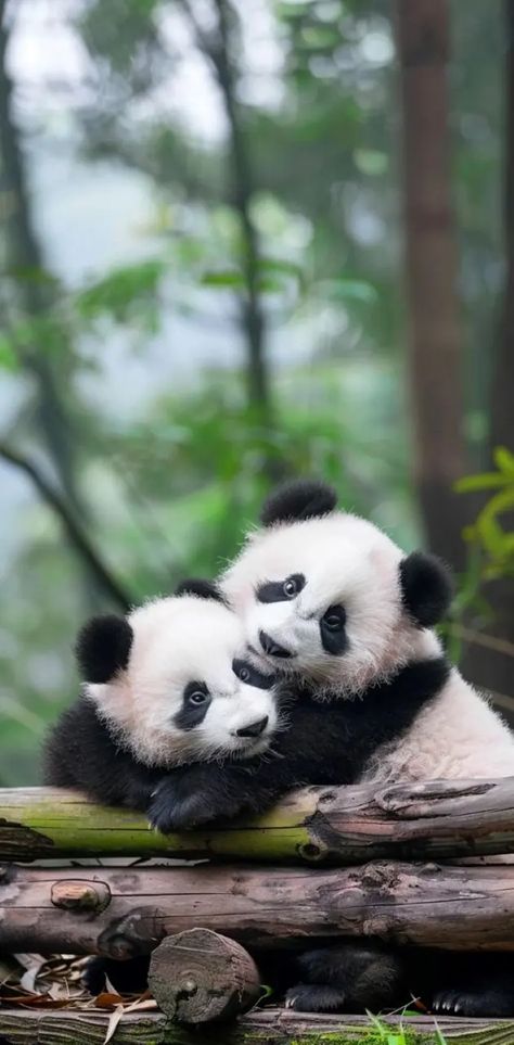 Panda Symbolism, Panda Bears Wallpaper, Panda Facts, Baby Animals Cute, Giant Panda Bear, Baby Pandas, Baby Cubs, Baby Panda Bears